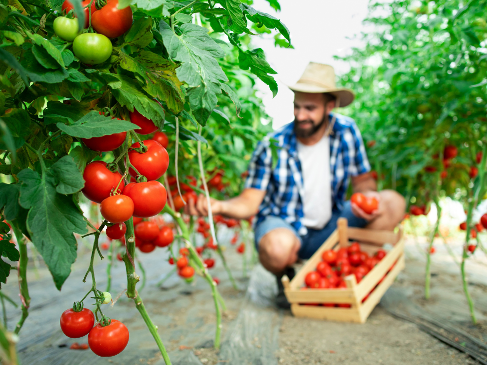 Agricultural Consulting